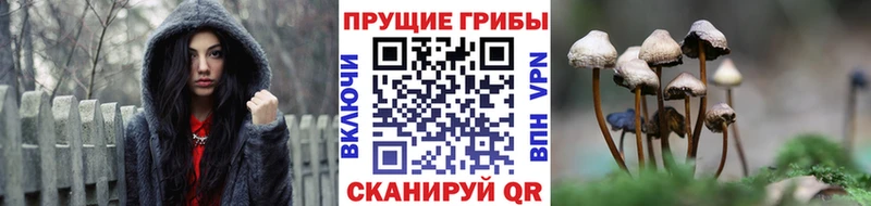 Псилоцибиновые грибы GOLDEN TEACHER  Сельцо 